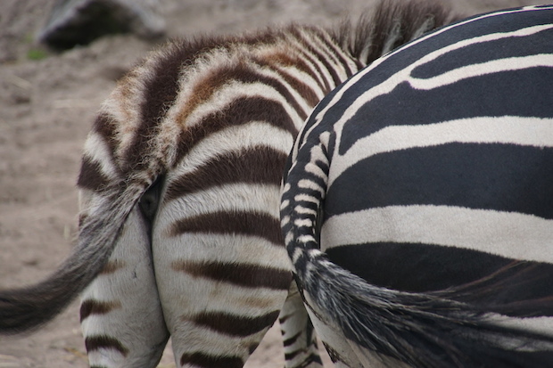 zebra strepen